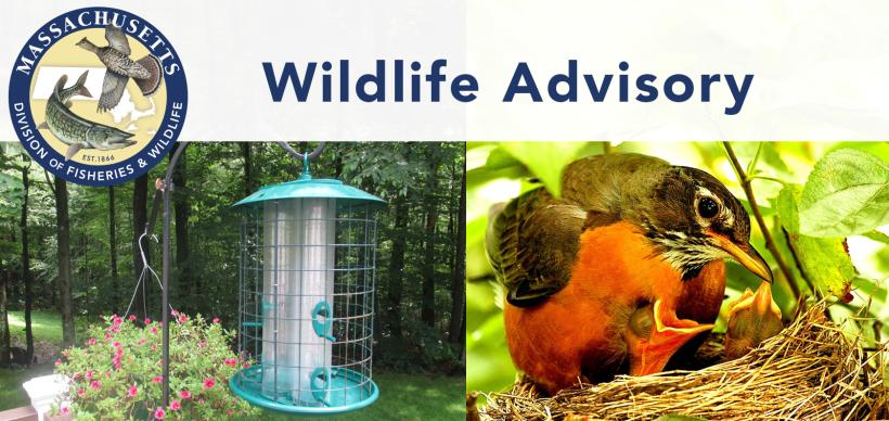 bird_advisory